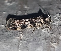 Barea codrella