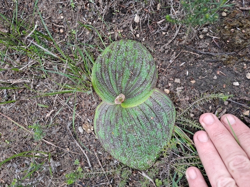 Image of Massonia longipes by (c) Eugene Hahndiek, some rights reserved (CC BY-SA)