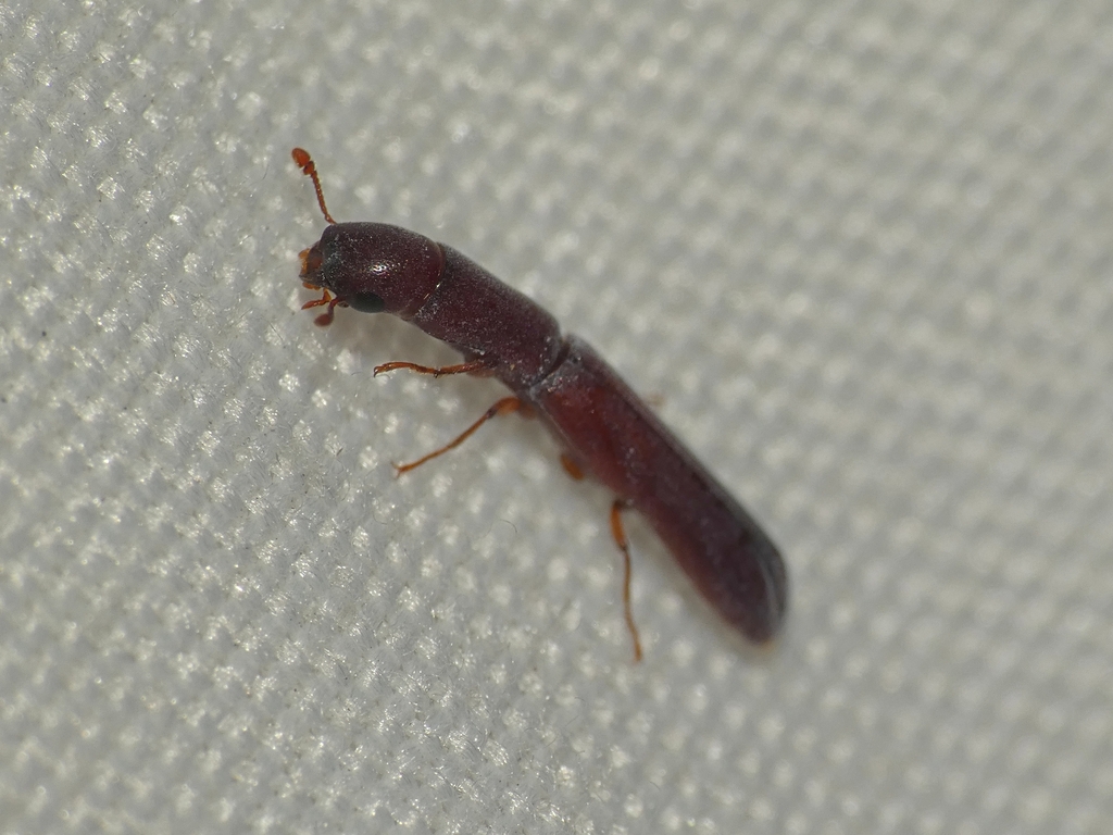 Nematidium poggii