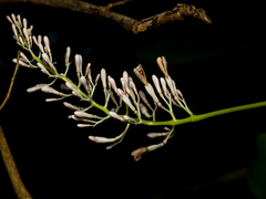 Alpinia aquatica, photograph (c) Samuel Lee, some rights reserved (CC BY)
