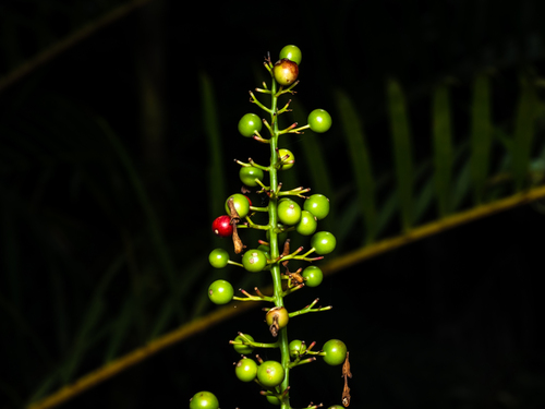 Alpinia aquatica, photograph 5