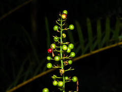 Alpinia aquatica, photograph (c) Samuel Lee, some rights reserved (CC BY)