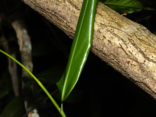 Alpinia aquatica, photograph 6