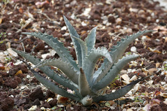 Agave kristenii
