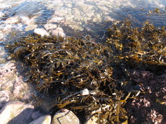 Carpophyllum maschalocarpum