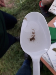 Sympetrum sanguineum