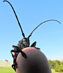 Ceroplesis capensis