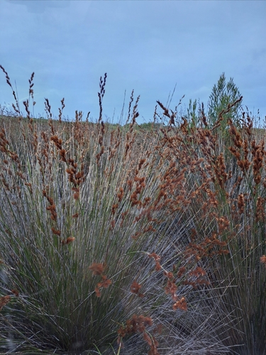Image of Thamnochortus insignis by (c) Eugene Hahndiek, some rights reserved (CC BY-SA)