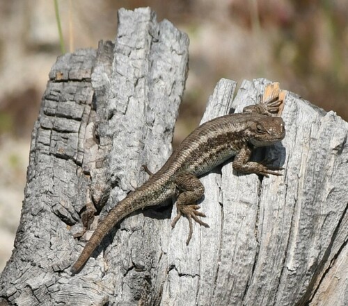iNaturalist observation photo of Common Sagebrush Lizard