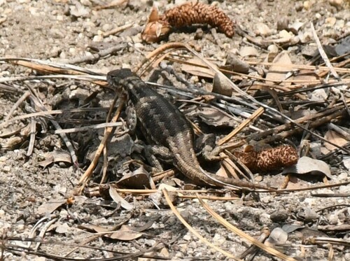 iNaturalist observation photo of Common Sagebrush Lizard