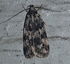 Barea codrella