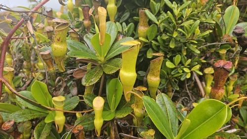 Seychelles Pitcher-plant (Nepenthes pervillei)