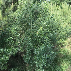 Baccharis halimifolia