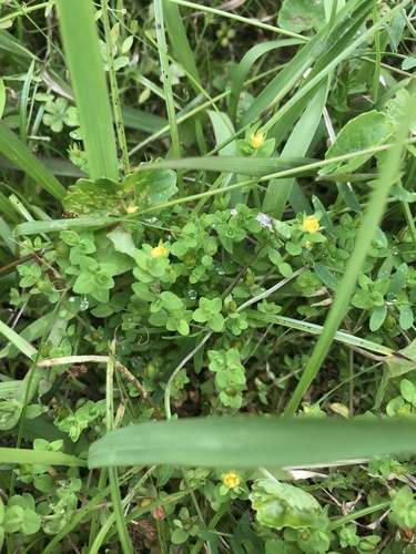 Image of Hypericum japonicum by no rights reserved