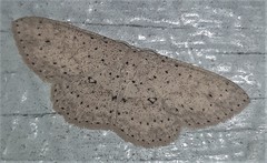 Cyclophora turneri