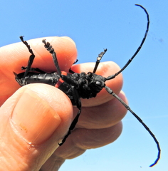 Ceroplesis capensis