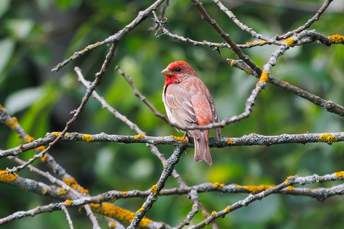 Camachuelo carminoso (Carpodacus erythrinus)