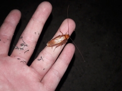 Shelfordella lateralis