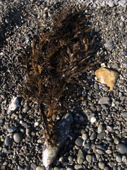 Carpophyllum maschalocarpum