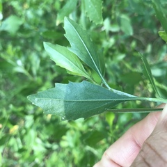 Baccharis halimifolia