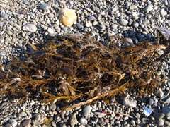 Carpophyllum maschalocarpum