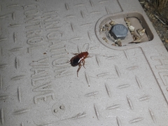 Shelfordella lateralis