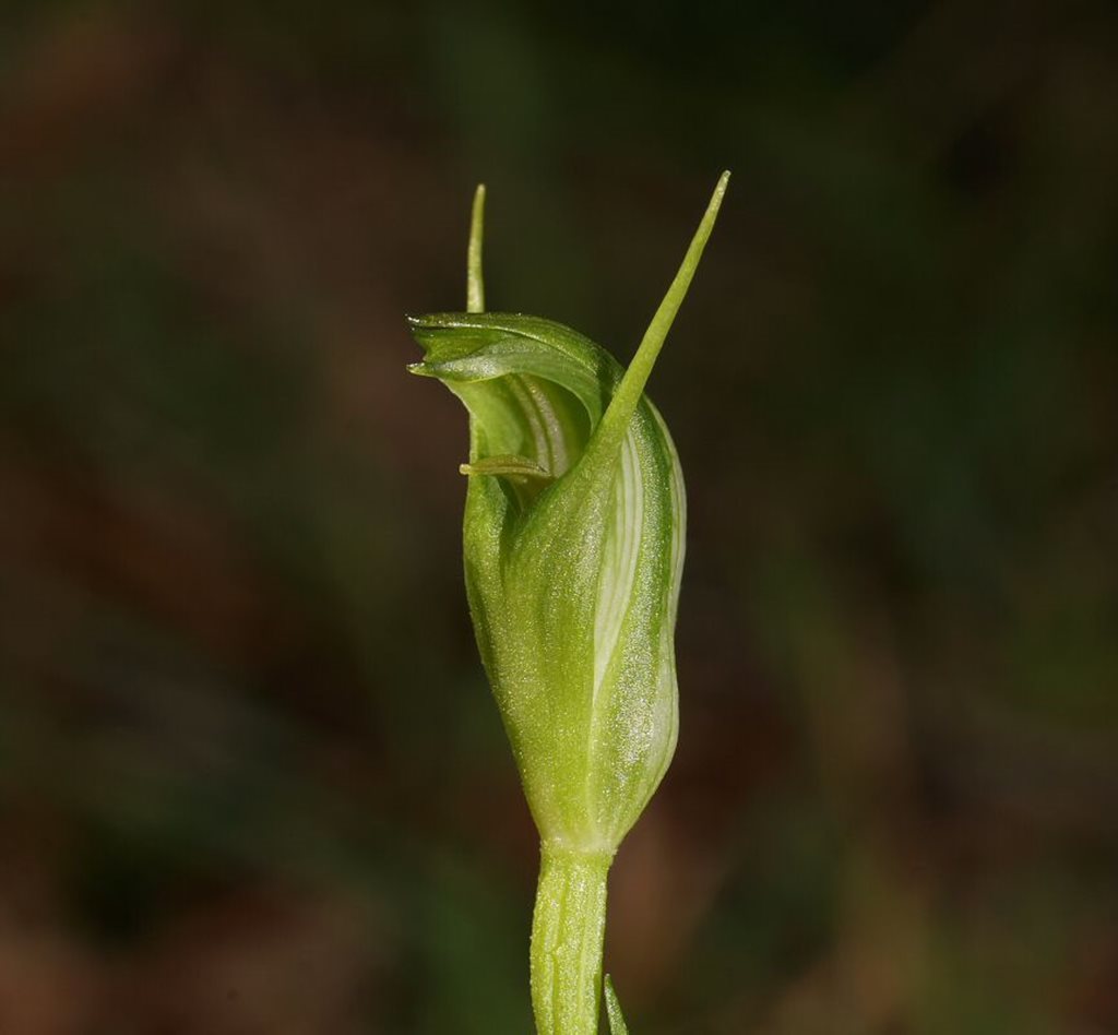 slender greenhood