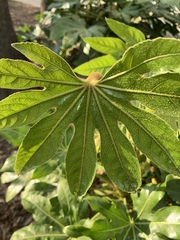 Fatsia