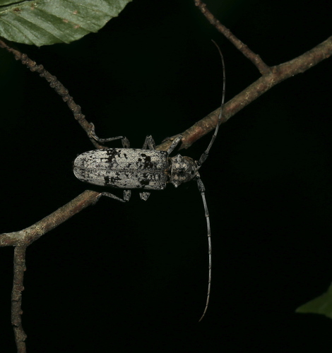 White Oak Borer photo 4