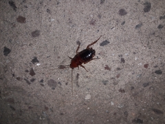 Shelfordella lateralis