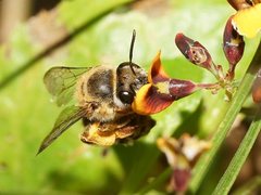 Trichocolletes venustus