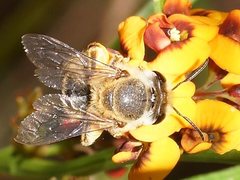 Trichocolletes venustus