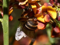 Trichocolletes venustus
