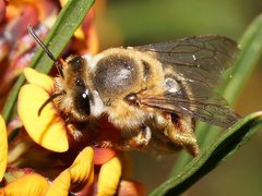 Trichocolletes venustus
