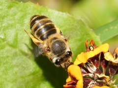 Trichocolletes venustus