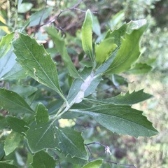 Baccharis halimifolia