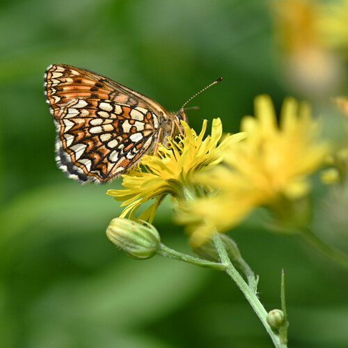 False Heath Fritillary