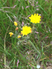 Pilosella glomerata