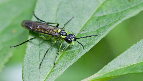 Common Green-Tenthredo