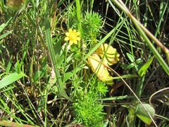 Euryops leiocarpus