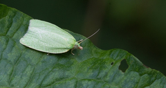 Tortrix viridana