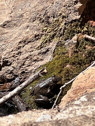 iNaturalist observation photo of American Bullfrog