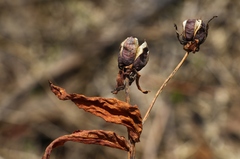 Hypericum ascyron gebleri