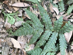 Woodwardia japonica
