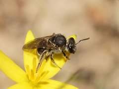 Lasioglossum calophyllae
