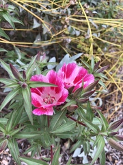 Clarkia amoena