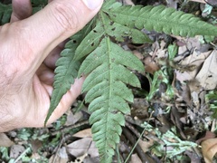 Woodwardia japonica