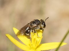 Lasioglossum calophyllae