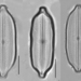 Neidium dubium - Photo (c) diatommy, algunos derechos reservados (CC BY-NC)