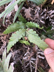 Woodwardia japonica
